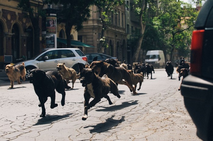 7 magyar film Cottbusban