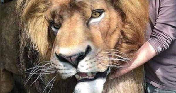 Így fest majd Mufasa az élőszereplős Az oroszlánkirályban Így fest majd Mufasa az élőszereplős Az oroszlánkirályban