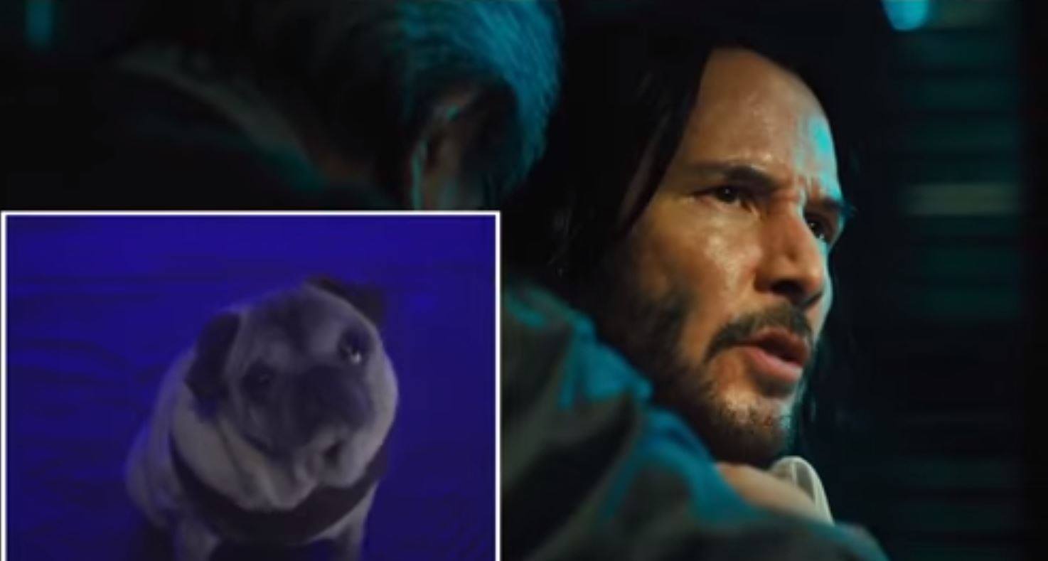 Kutyákkal nézették meg a John Wick 3 előzetesét, íme az állati reakciók (videó) Kutyákkal nézették meg a John Wick 3 előzetesét, íme az állati reakciók (videó)