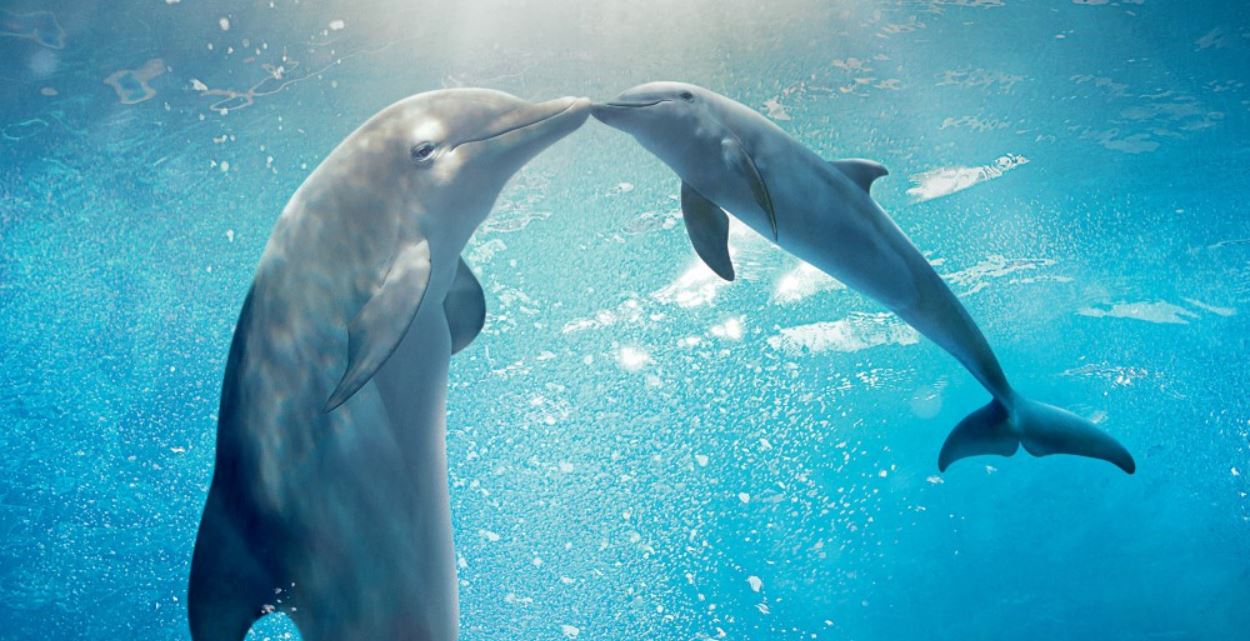 Elpusztult Winter, a Delfines kaland delfinje, aki milliókat inspirált