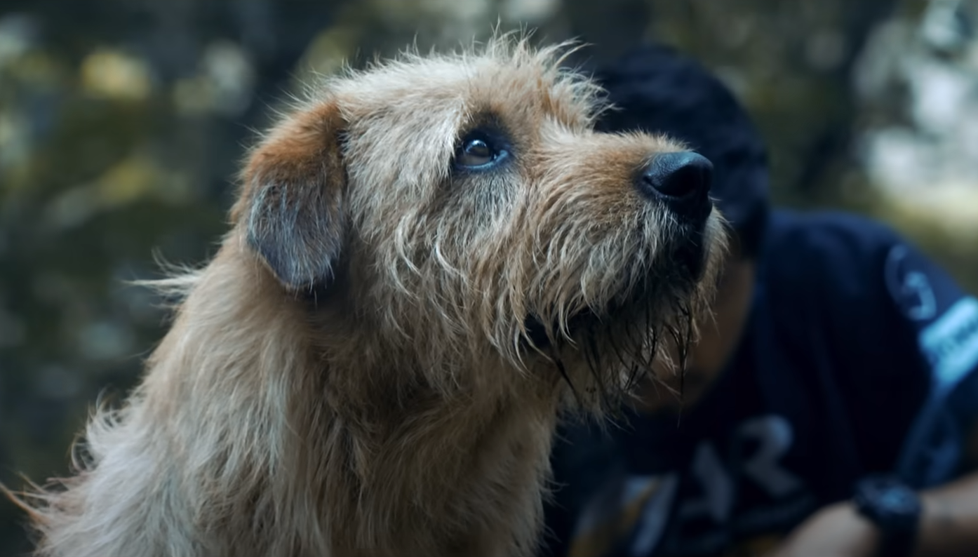 Ennél a kutyás filmnél Mark Wahlberggel aligha lesz meghatóbb 2024-ben, itt az Arthur the King előzetese Ennél a kutyás filmnél Mark Wahlberggel aligha lesz meghatóbb 2024-ben, itt az Arthur the King előzetese