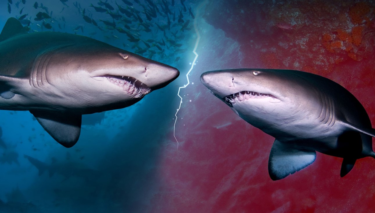 Kannibál cápák a Disney-től, és ez véresen komoly Kannibál cápák a Disney-től, és ez véresen komoly