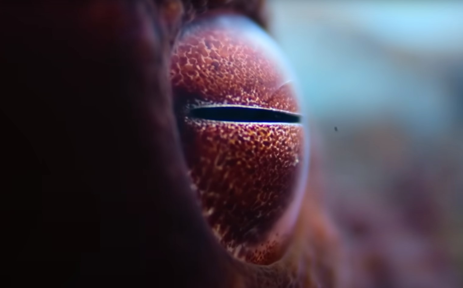 Mától a Disney+-on: Kék vér, három szív... Az új dokusorozat bemutatja az 'idegeneket' a Földünkön  Mától a Disney+-on: Kék vér, három szív... Az új dokusorozat bemutatja az 'idegeneket' a Földünkön