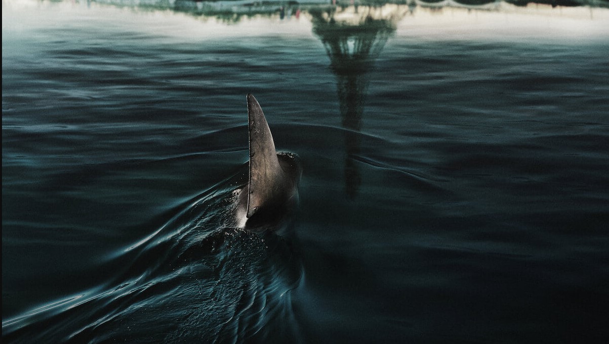 Netflix: Még be sem mutatták az új cápás thrillert, máris jogi lépéseket tettek a producerek ellen
