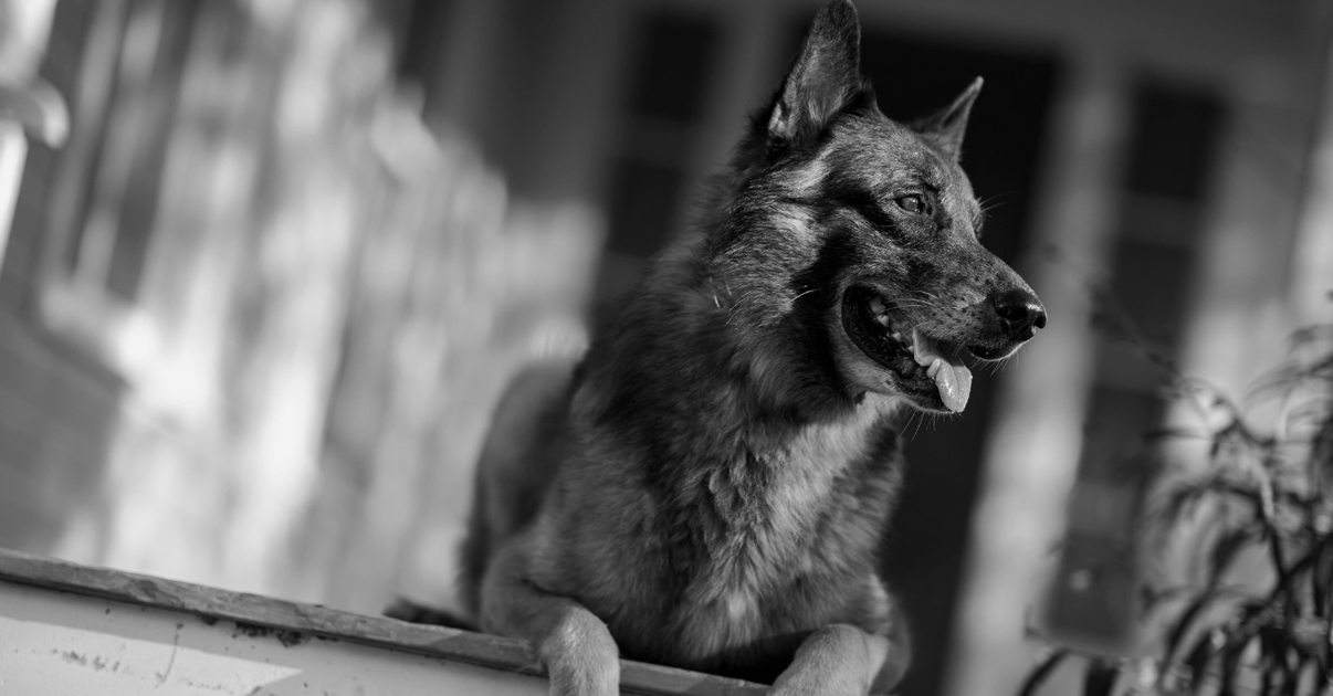 Meghalt a The Walking Dead kutyája, Seven, a sorozat sztárjai a közösségi médiában emlékeztek meg róla  Meghalt a The Walking Dead kutyája, Seven, a sorozat sztárjai a közösségi médiában emlékeztek meg róla