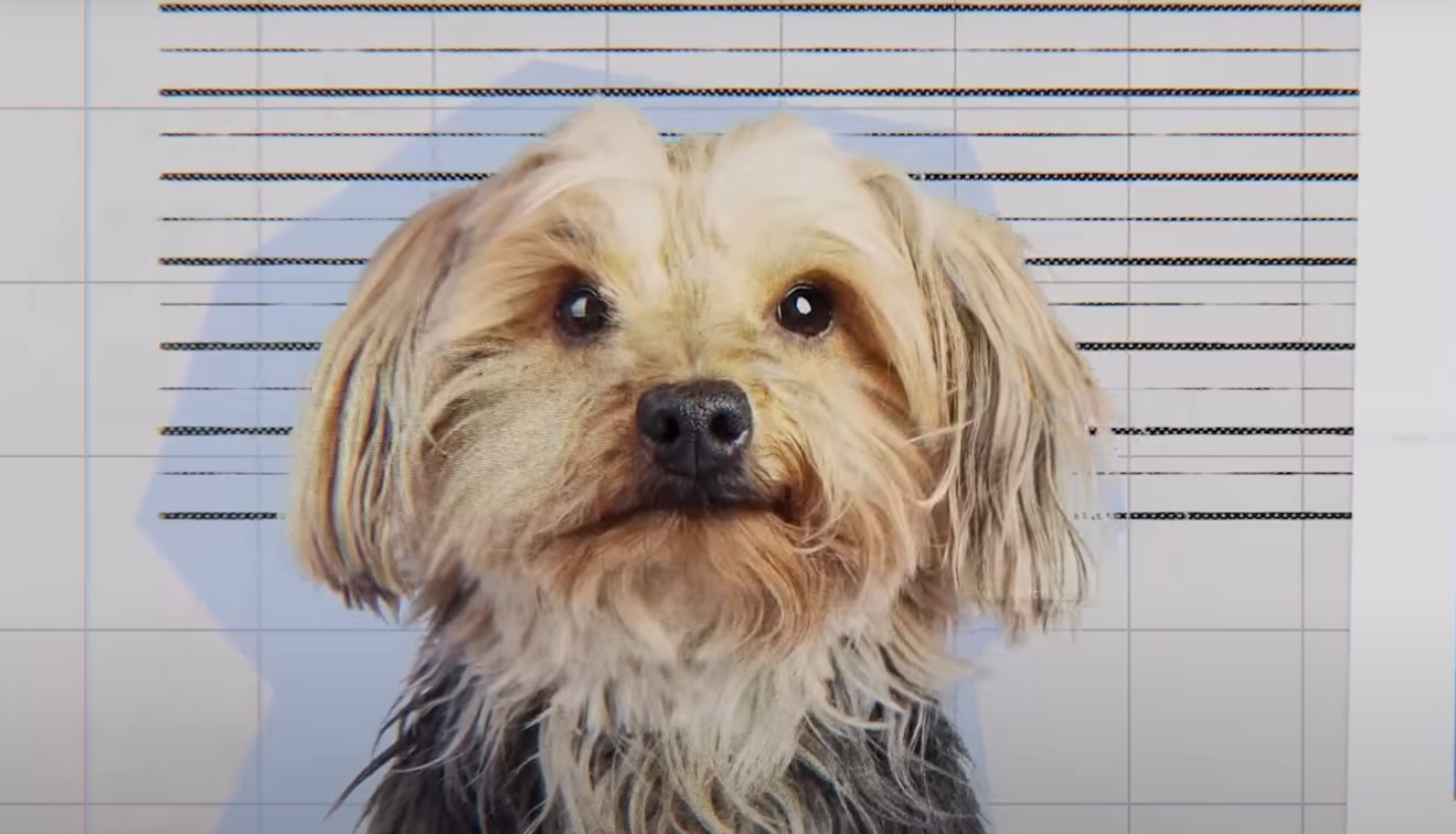 Mától a Netlixen: Ezt az új kutyás dokut vétek lenne kihagyni, már nézhető a Rob Lowe narrálásával készült Mit gondolnak a kutyák Mától a Netlixen: Ezt az új kutyás dokut vétek lenne kihagyni, már nézhető a Rob Lowe narrálásával készült Mit gondolnak a kutyák