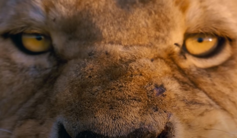 Mától a Disney+-on: Ilyen dokusorozatot még sosem láthattál a vadvilágról Mától a Disney+-on: Ilyen dokusorozatot még sosem láthattál a vadvilágról