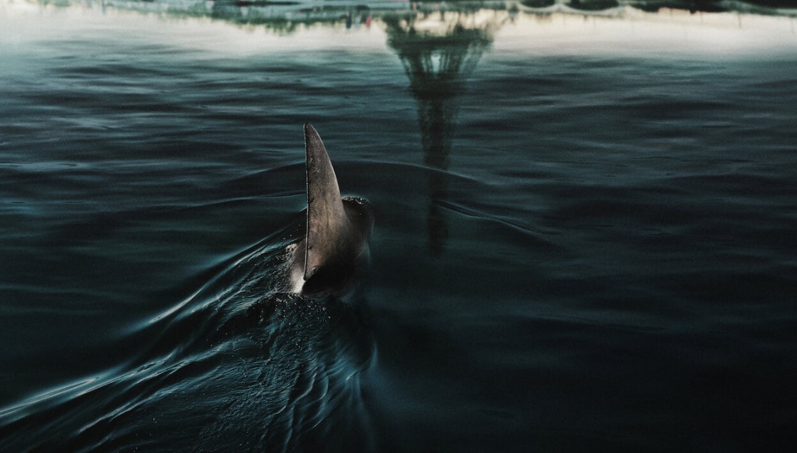 Hamarosan a Netflixen: Egy cápa terrorizálja Párizst az új horrorfilmben, itt a Cápák a Szajnában előzetese