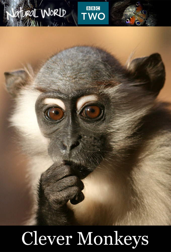 Clever Monkeys (film) Kritikák, videók, szereplők MAFAB.hu