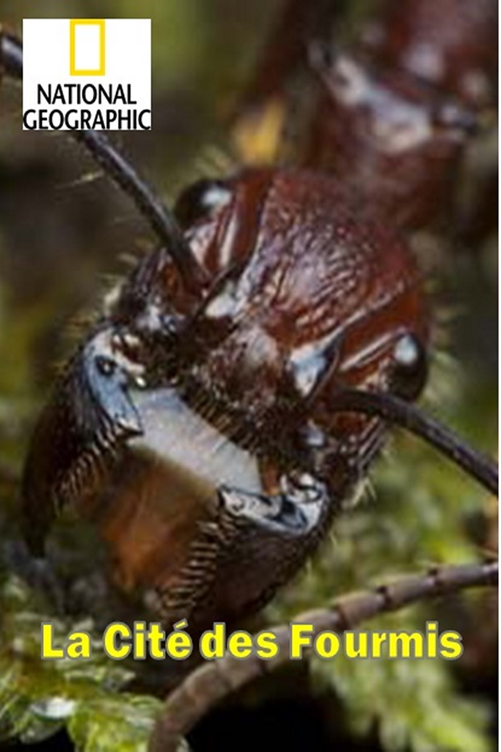 La cit?� des fourmis (film, 1999) | Kritik??k, vide?�k, szerepl??k | MAFAB.hu