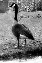 Poszter