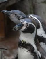 Az állatkert titkai: Pingvinek