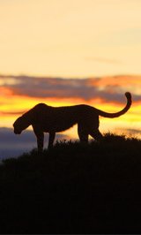 Afrika éjjeli vadászai