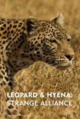 Leopárd és hiéna: egy szokatlan szövetség