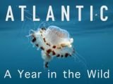 Atlanti-óceán: Egy év a vadonban