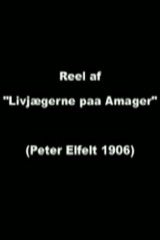 Poszter