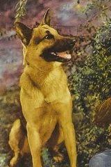 Rin Tin Tin Jr.