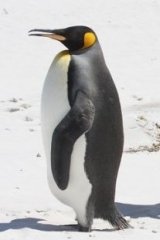 Imádjuk a pingvineket