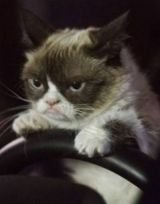 Grumpy Cat