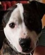 Taz