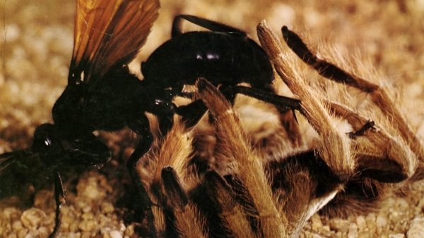 Az élő sivatag / Filmkép