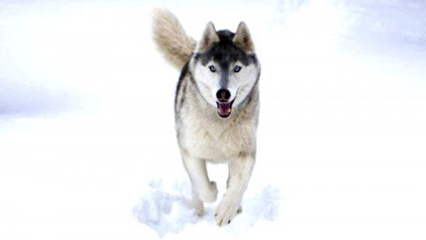 A vadon szava 3D / Filmkép