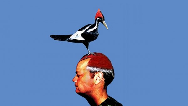 Woodpecker / Filmkép