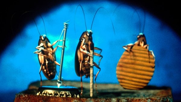 Bogaras Joe / Filmkép