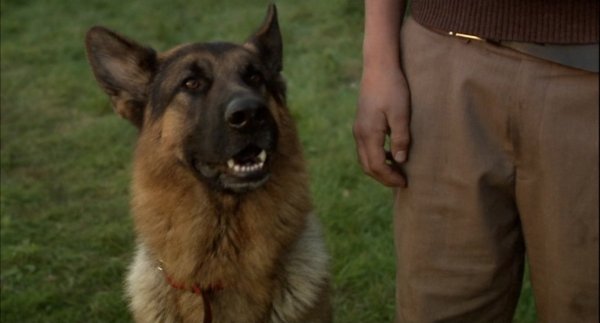 Sniff, a háborús hős / Filmkép