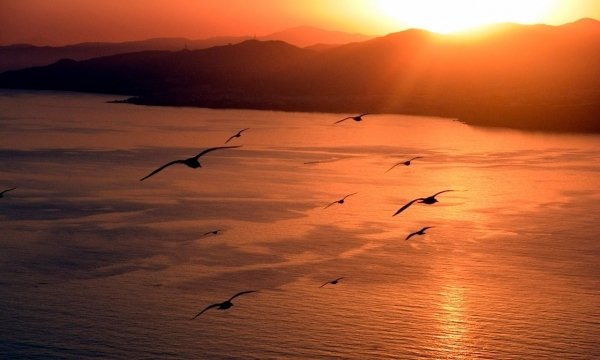 Jonathan, a sirály / Filmkép