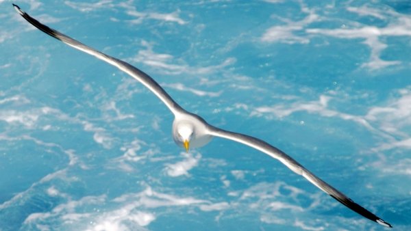 Jonathan, a sirály / Filmkép