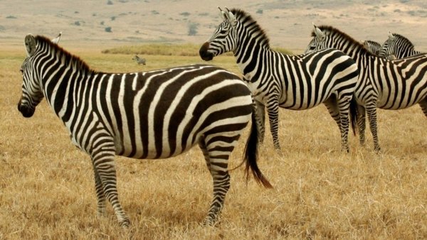 Sivatagi show / Filmkép