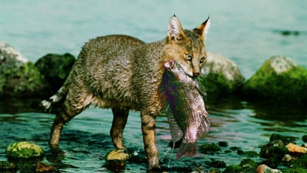 Eretz Bereishit / Filmkép