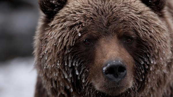 Vad Kanada / Filmkép