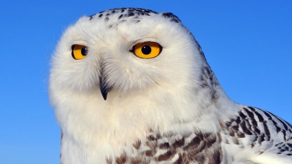 Vad Kanada / Filmkép