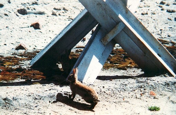 A berlini fal nyulai / Filmkép