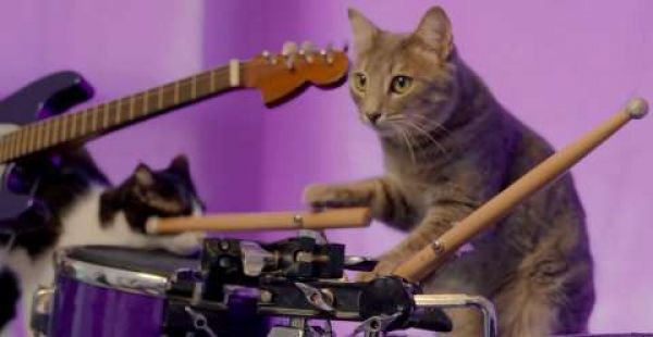 Macskarajongók / Filmkép