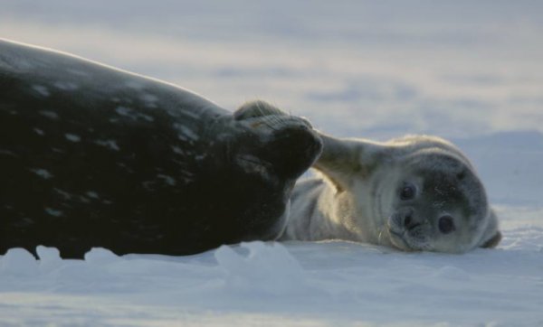 Fagyott bolygó II / Filmkép