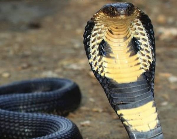 Kutatás a királykobra után / Filmkép