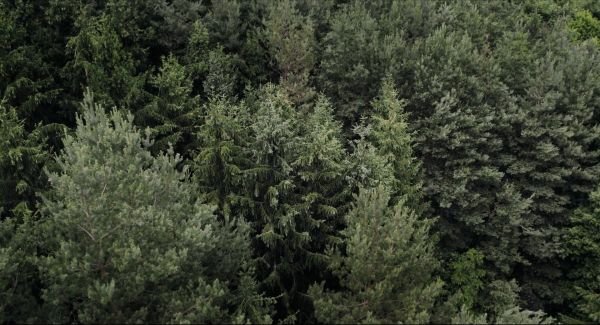 Saját erdő / Filmkép