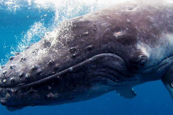 DreamScapes / Filmkép