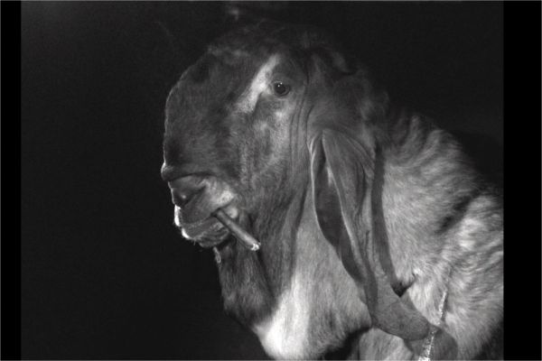 Kattu! / Filmkép Kattu! / Filmkép